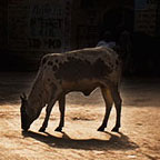  been ban, cow, mother,, rajat ghosh, director of Photography