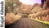 Purple Path